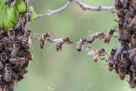 40361372-bijen-maken-van-een-brug-naar-twee-bijenzwerm-delen-verenigen-in-één-het-beeld-is-een-metafoor-voor-he